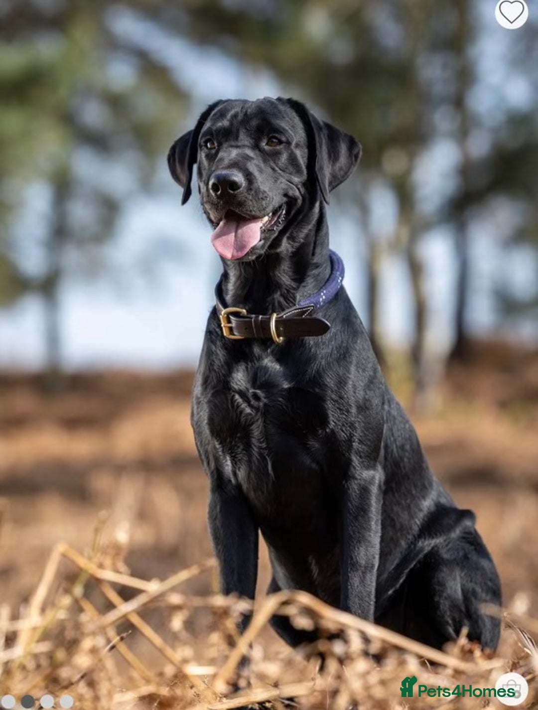 Labrador Retriever dogs for sale: Amazing Red/Black Lab Pups To Loving Pet Families - Image 9