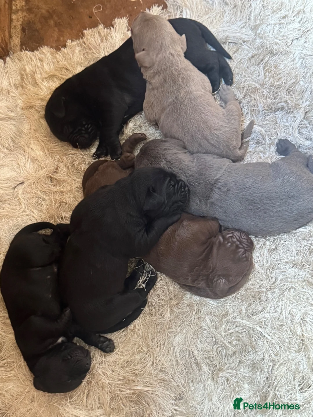 Bandog dogs for sale: Bandogge pups  - Advert 1