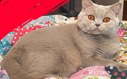 British Shorthair cats for sale: Rehoming Our Precious British Shorthair Cats - Advert 5