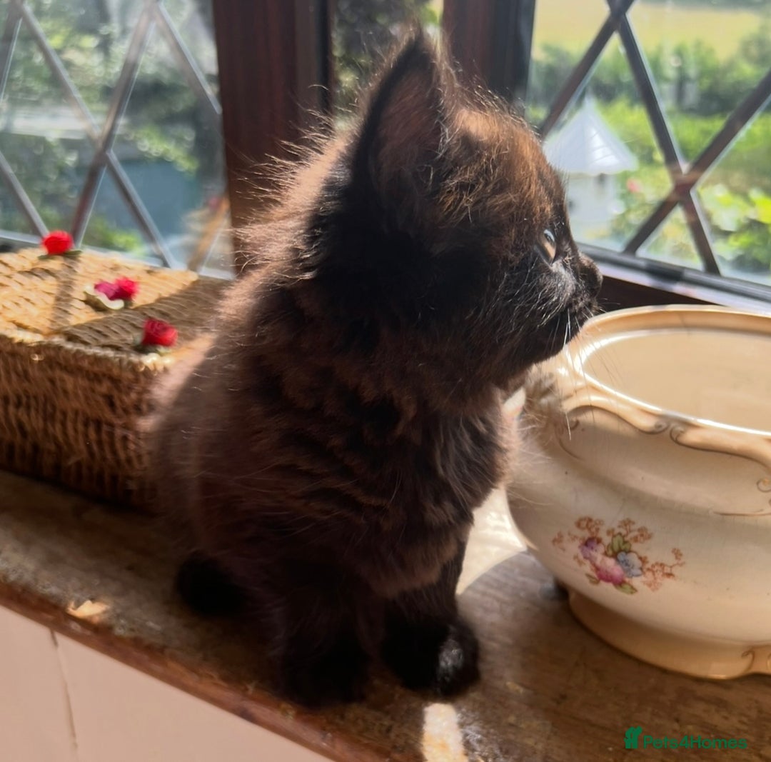 Ragdoll cats for sale: Ragdoll Cross Female Kittens - Image 7