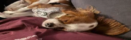 Cavalier King Charles Spaniel dogs for sale: 18 Month Old Cavalier Boy - Advert 4