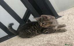 Mixed Breed cats for sale: Gorgeous Tabby Girl Kittens Ready  - Image 20