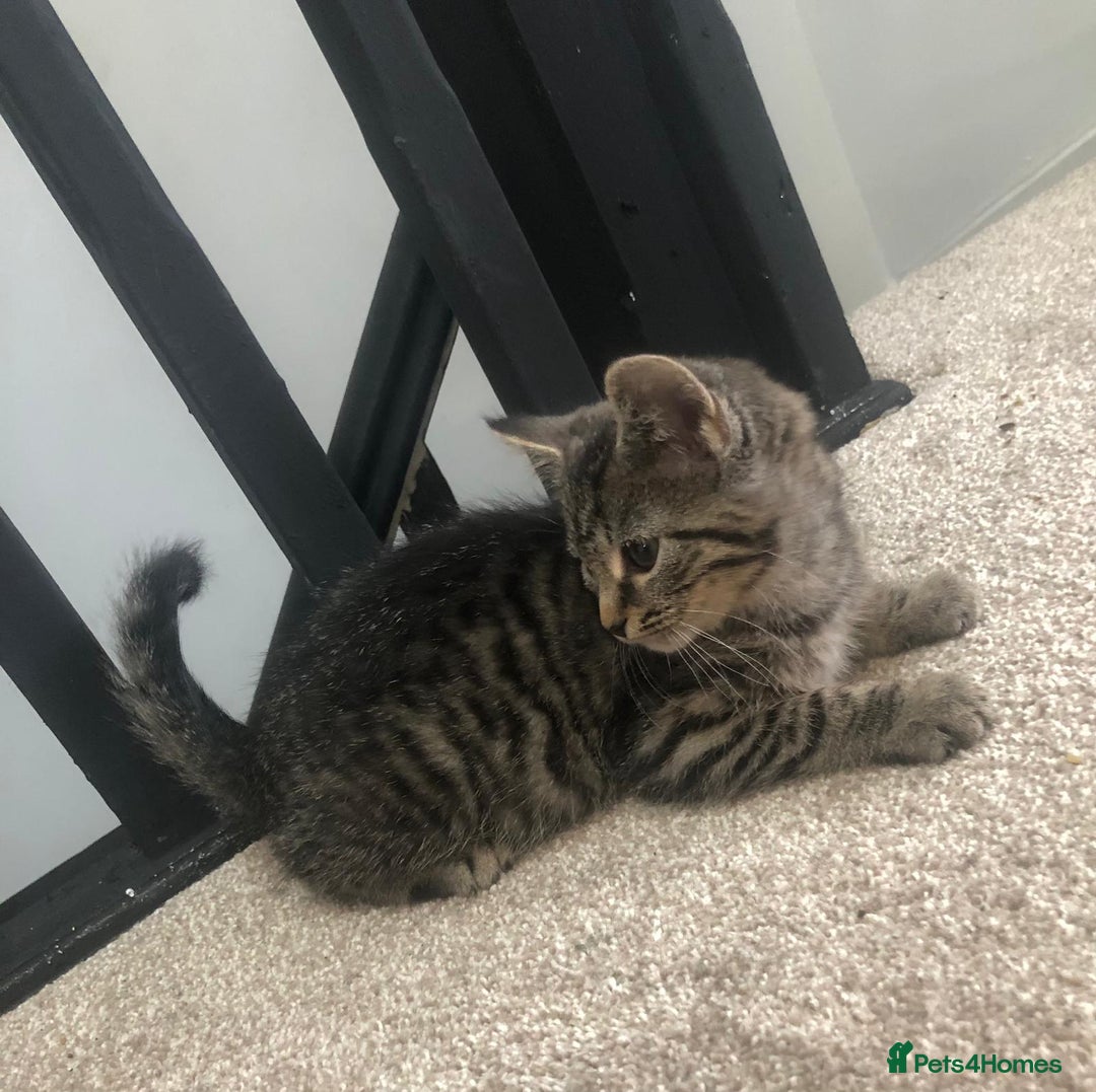 Mixed Breed cats for sale: Gorgeous Tabby Girl Kittens Ready  - Image 20