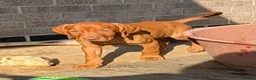 Hungarian Vizsla dogs for sale: Kc champion bred Hungarian Vizsla boy - Advert 7