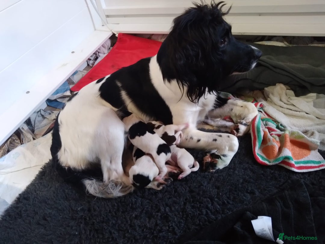 English Springer Spaniel dogs for sale: Kc registered springer spaniels ready now - Image 2
