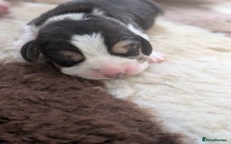 Beagle dogs for sale: Champion Show Line Beagle Puppies - Image 1