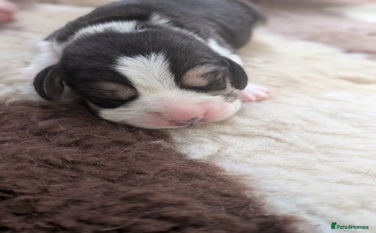 Beagle dogs - Advert 2
