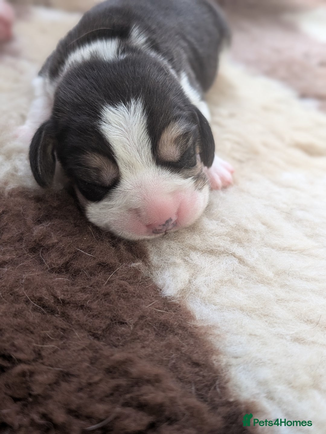 Beagle dogs for sale: Champion Show Line Beagle Puppies - Image 1