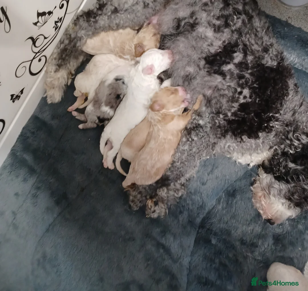 Cockapoo dogs for sale: 🐾🌹🐶 six beautiful fun loving fur baby's ❤️ 🩵🐾 in Barnsley - Advert 2