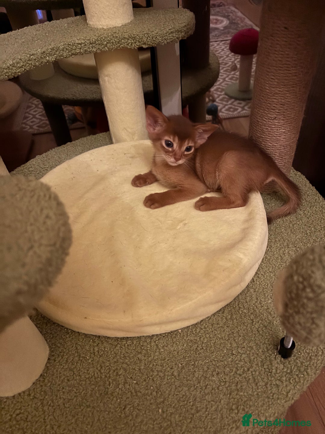 Abyssinian cats for sale: Two Abyssinian kittens !!! - Advert 3