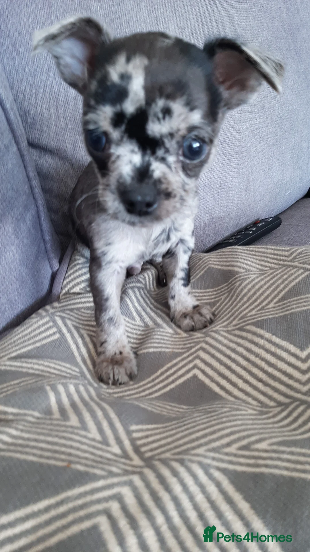 Chihuahua dogs for stud: FREDERICK VON LOVEHUNTER KC Champion heritage Stud in Chorley - Advert 31