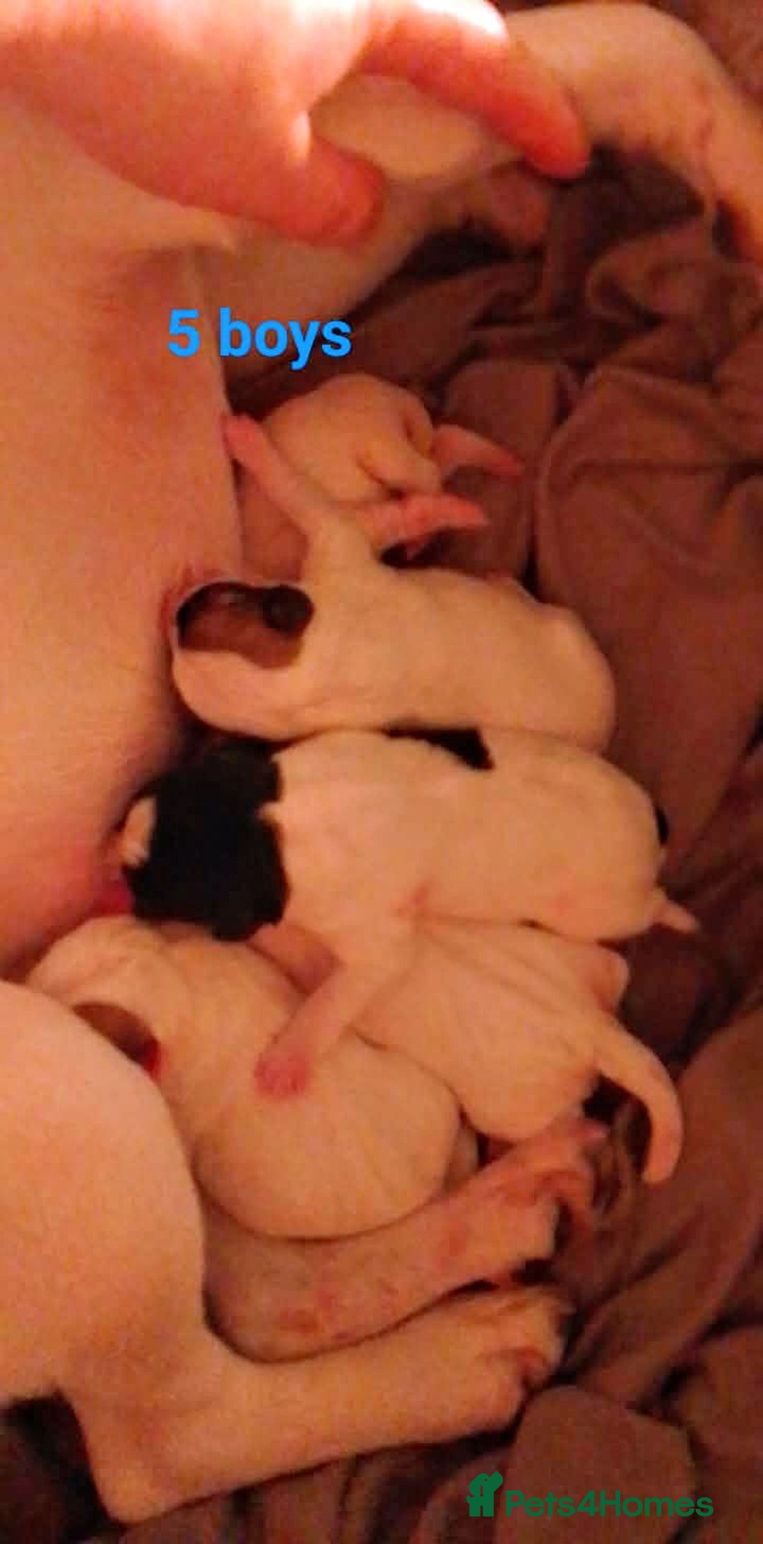 Jack Russell dogs for sale: Jack Russell 5 boy's - Advert 7