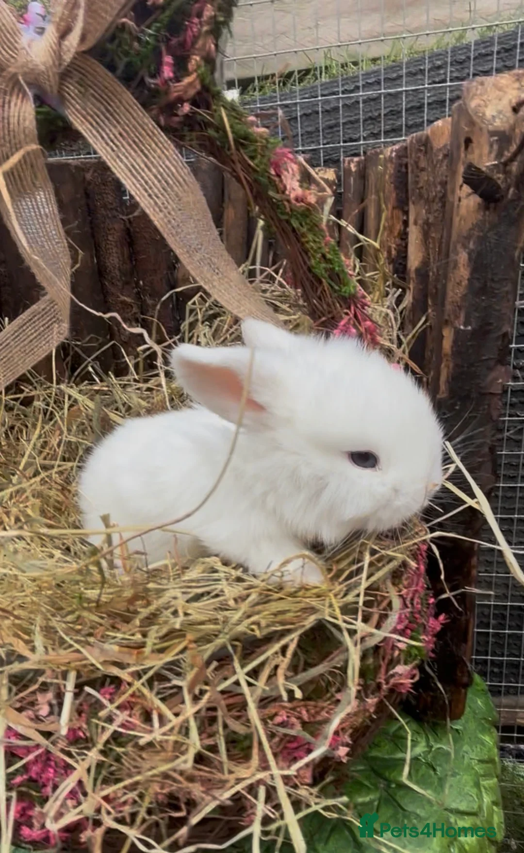 Mini Lion Lop rabbits for sale: Mini lop  - Advert 1