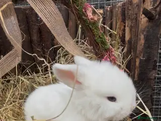 Mini Lion Lop rabbits Mini lop - Advert 6