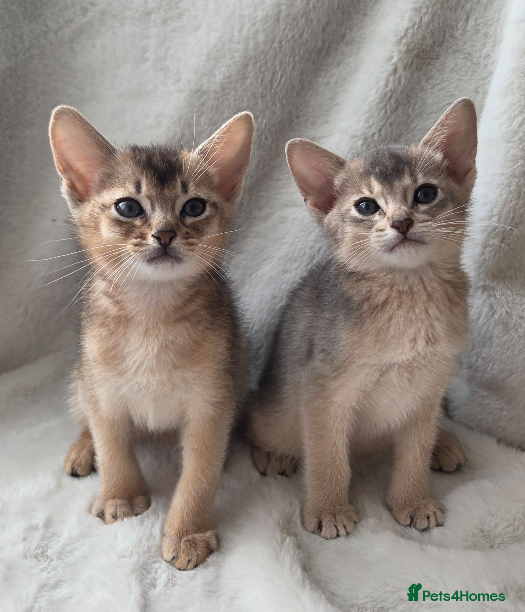 Abyssinian cats 2 Adorable Abyssinian kittens - TICA registered❤️ - Advert 2