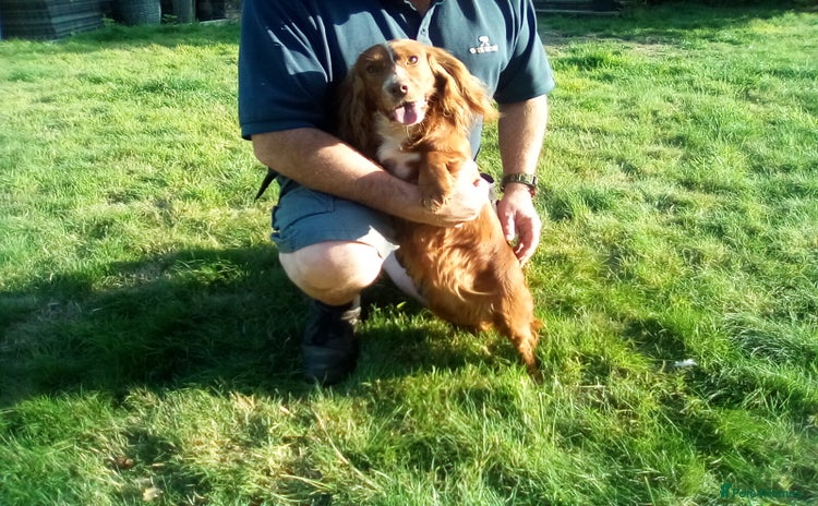 Cocker Spaniel dogs - Advert 7