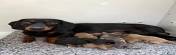 Miniature Dachshund dogs for sale: The Custest KC Miniature Dachshunds - Advert 5