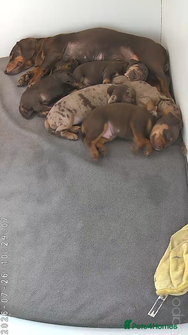 Miniature Dachshund dogs Beautiful miniature dachshund puppies  - Advert 1