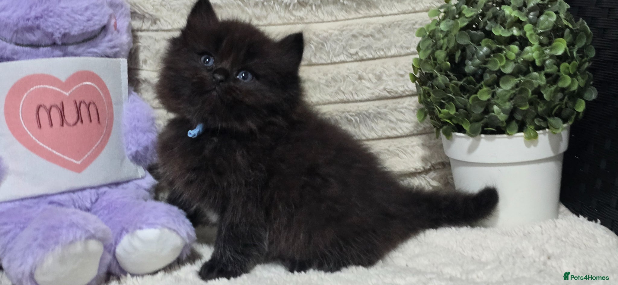 Maine Coon cats Stunning ragdoll/mainecoon babies £450 - Advert 11