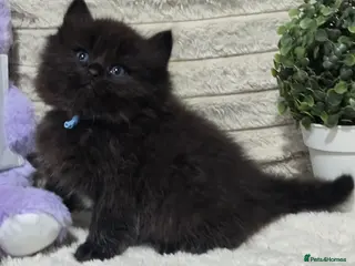 Maine Coon cats Stunning ragdoll/mainecoon babies £450 - Advert 11