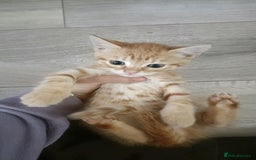 Mixed Breed cats for sale: 4 kittens - Image 5