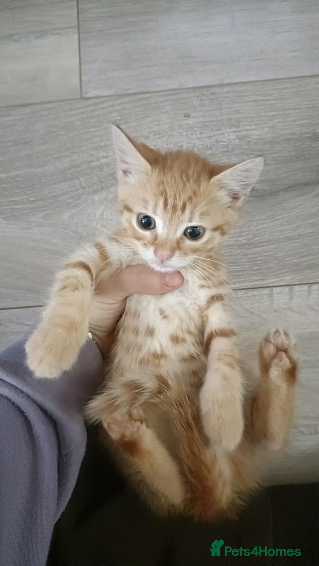 Mixed Breed cats for sale: 4 kittens - Image 5