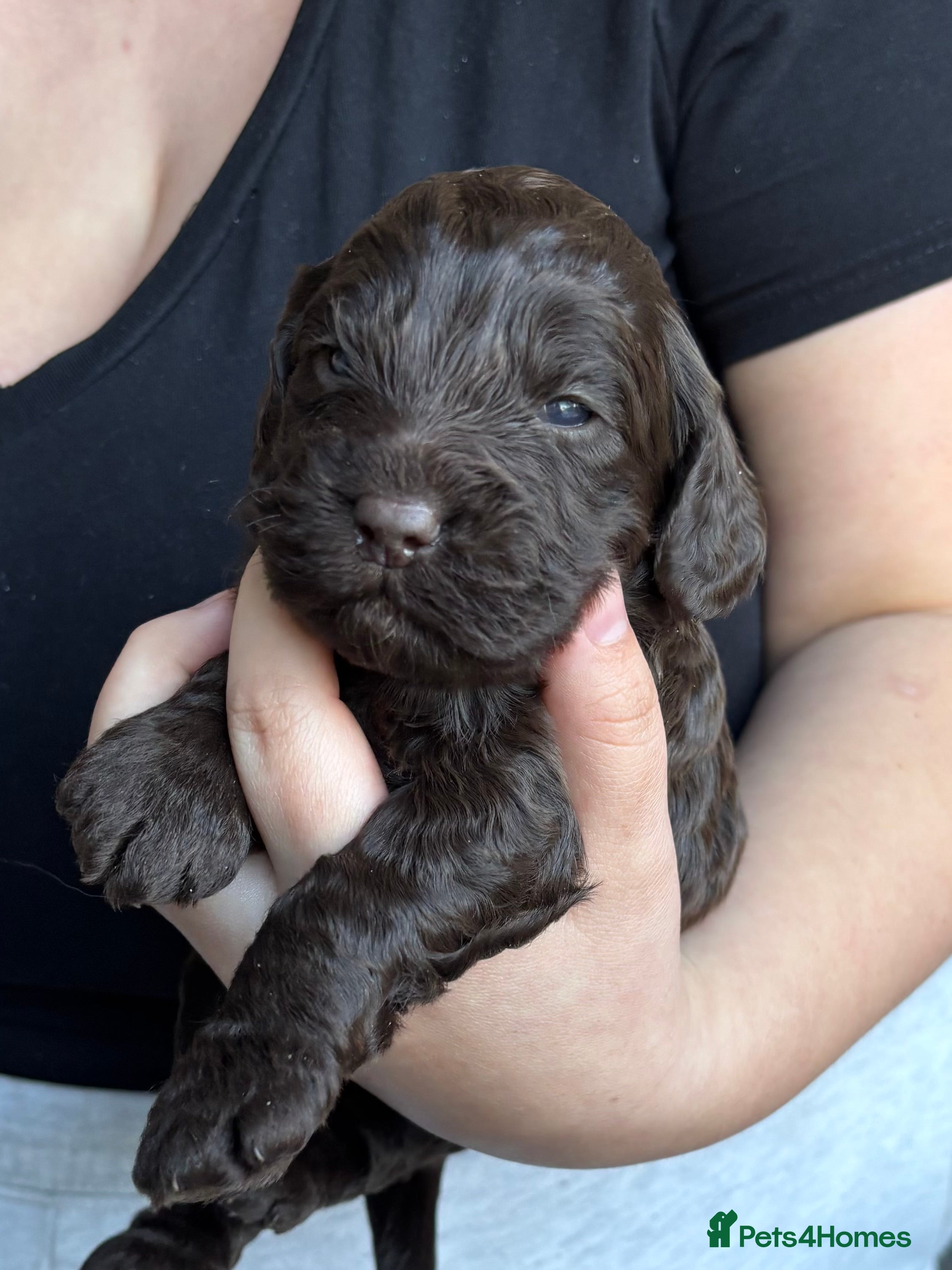 Cockapoo dogs F1 cockapoos  - Advert 15