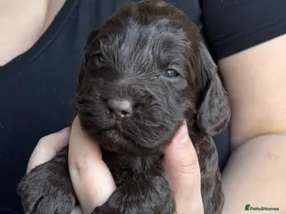 Cockapoo dogs F1 cockapoos - Advert 15