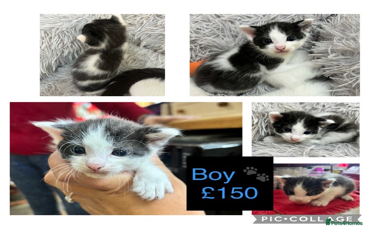 British Shorthair cats - Advert 4