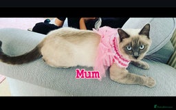 Siberian cats for sale: Siberian x British Shorthair Girls  - Image 23