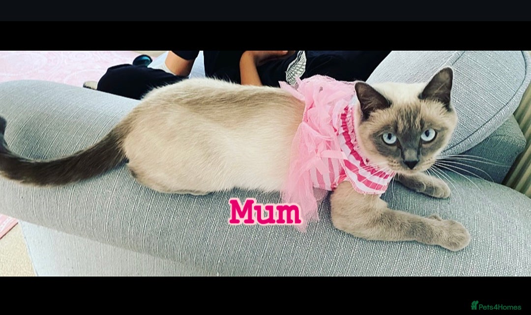 Siberian cats for sale: Siberian x British Shorthair Girls  - Image 23