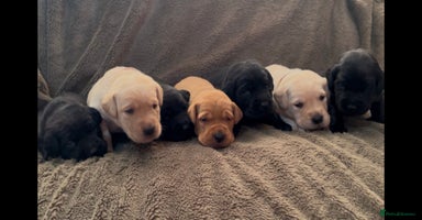 Labrador Retriever dogs - Advert 9