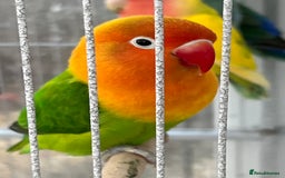 Lovebirds birds for sale: Lovebirds for sale  - Advert 2