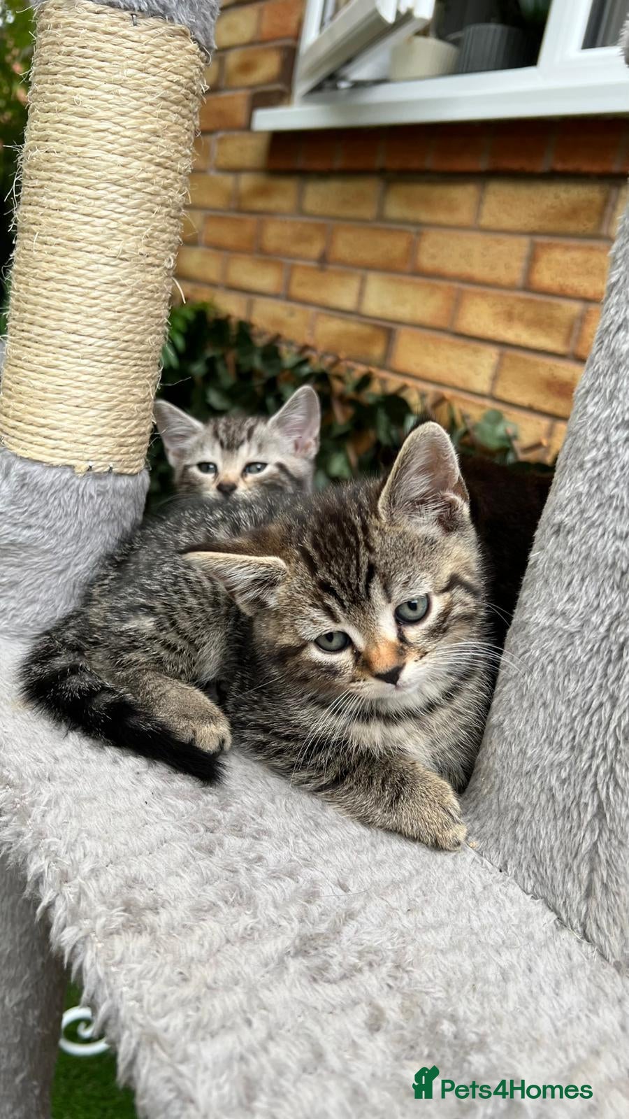 Mixed Breed cats Bengal Marble & British Shorthair  - Advert 1