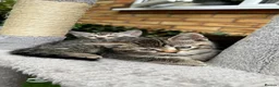 Mixed Breed cats for sale: Bengal Marble & American Shorthair  - Advert 7