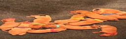 Labrador Retriever dogs for sale: Beautiful Pedigree Fox Red Labrador Puppies in Honiton - Advert 7
