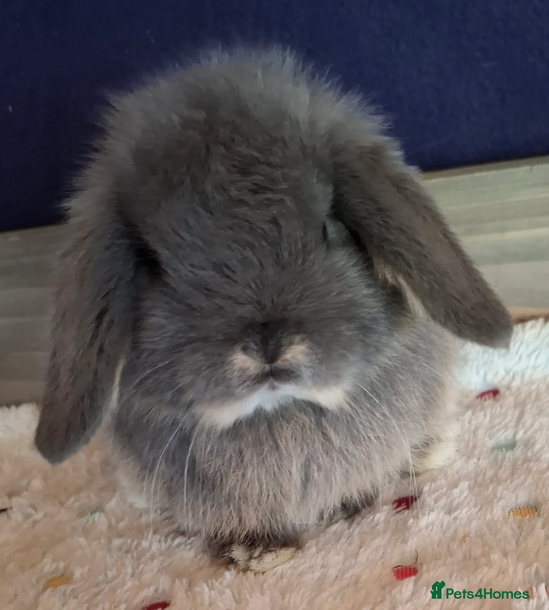 Mini Lop rabbits for sale: Mini lop buck - Advert 11