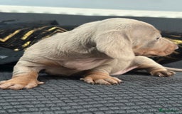 Dachshund dogs for sale: GORGEOUS DACHSHUNDS PUPPIES - Image 2