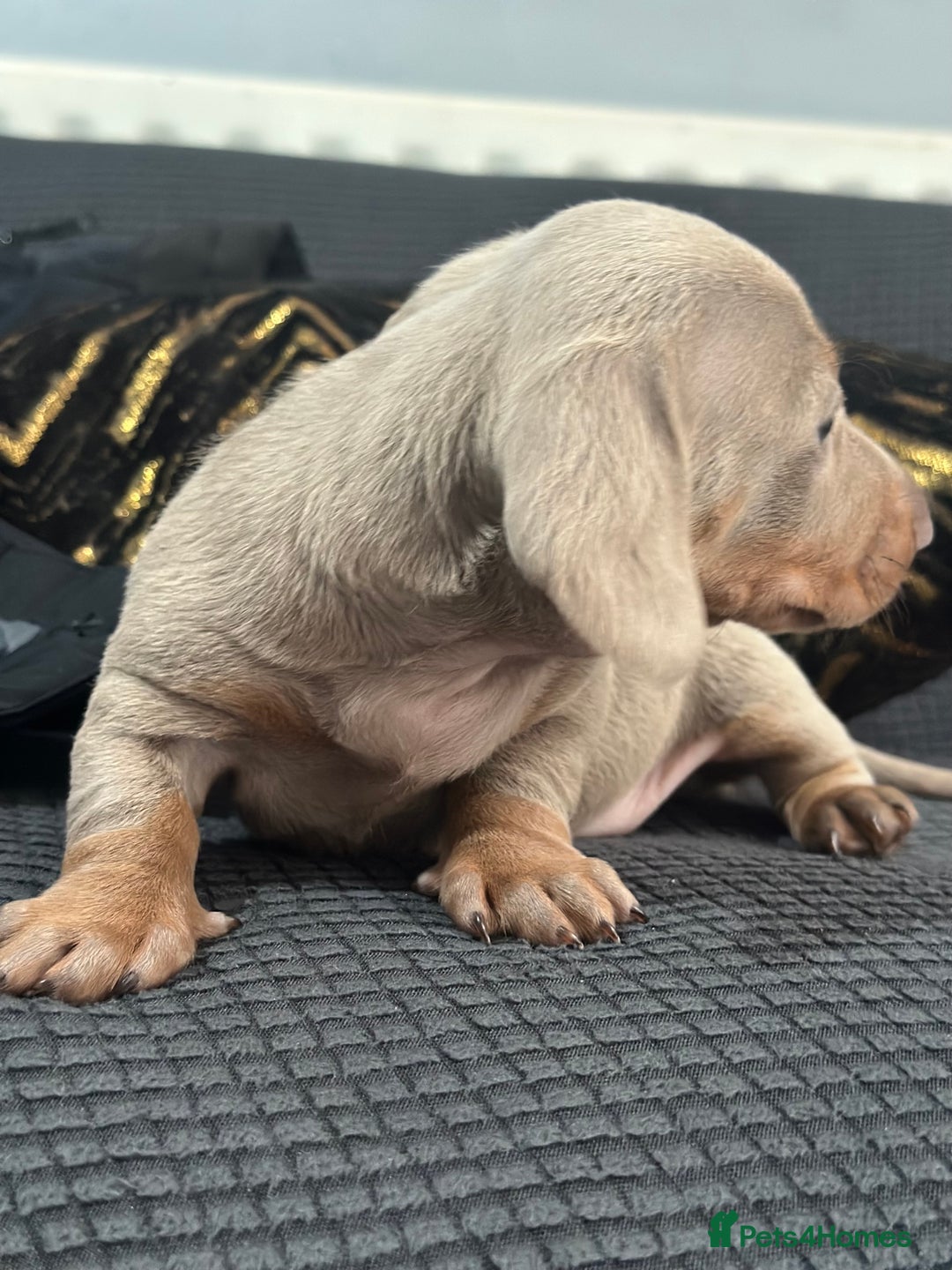 Dachshund dogs for sale: GORGEOUS DACHSHUNDS PUPPIES - Image 2