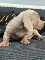 Dachshund dogs - Advert 2