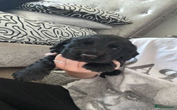 Cocker Spaniel dogs for sale: Lovely short legged black cocker spaniel puppy - Image 4