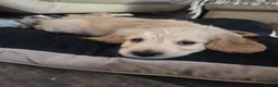 Mixed Breed dogs for sale: Golden retriever x cockapoo boy puppy - Advert 9