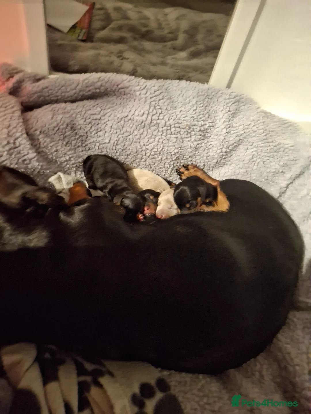 Dachshund dogs for sale: Miniature Dauchund Isabella and Black/Tan pups.  - Advert 8