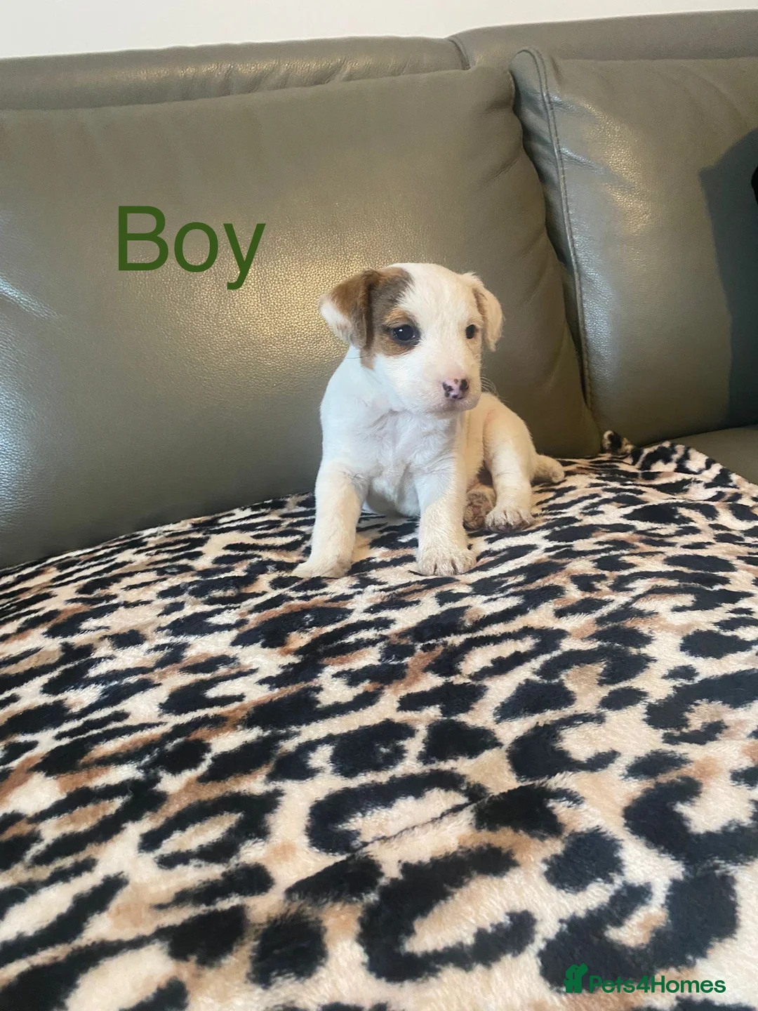 Parson Russell dogs for sale: Parson Russell pups  - Advert 5