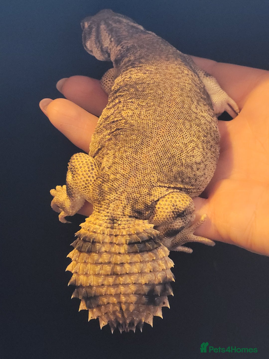 Lizard reptiles for sale: Uromastyx thomasi female  - Image 6