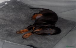 Dachshund dogs for sale: Only One Adorable Dachshund Left Now 🐶 - Image 2