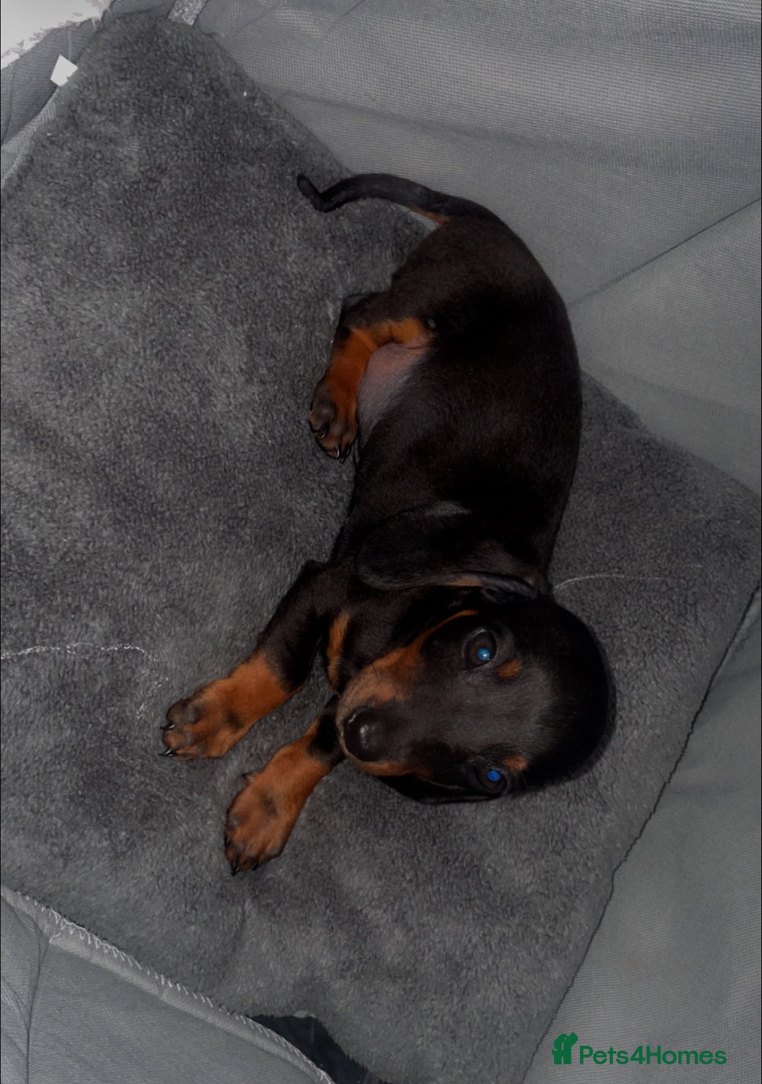 Dachshund dogs for sale: Only One Adorable Dachshund Left Now 🐶 - Image 2