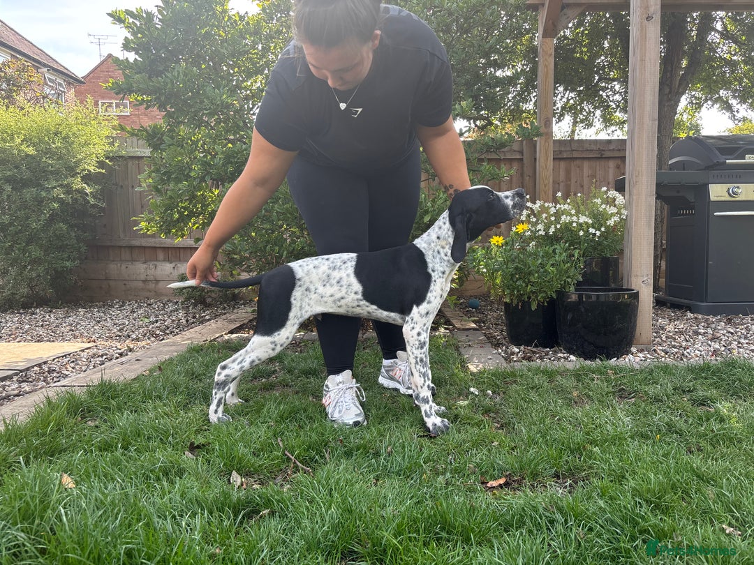 Pointer dogs for sale: ⭐️ 2 beautiful boys looking for forever homes⭐️ - Image 5