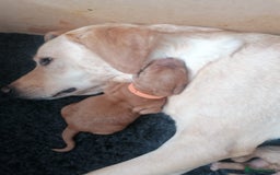 Labradoodle dogs for sale: Last Girl Labradoodle  - Image 4