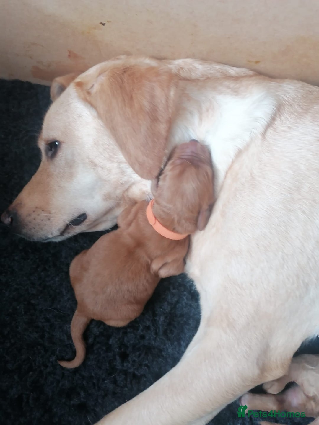 Labradoodle dogs for sale: Last Girl Labradoodle  - Image 4